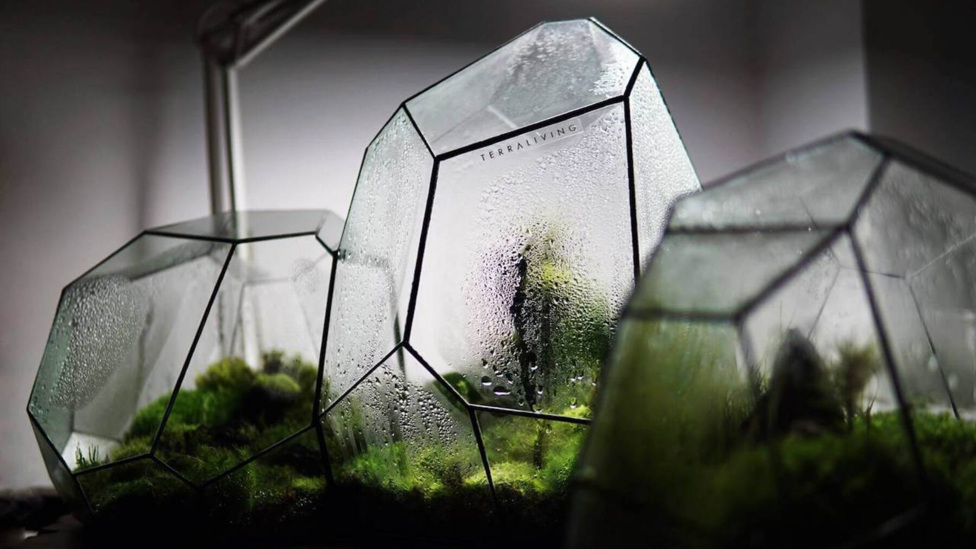 moss glass terrarium, moss glass terrarium Suppliers and Manufacturers at