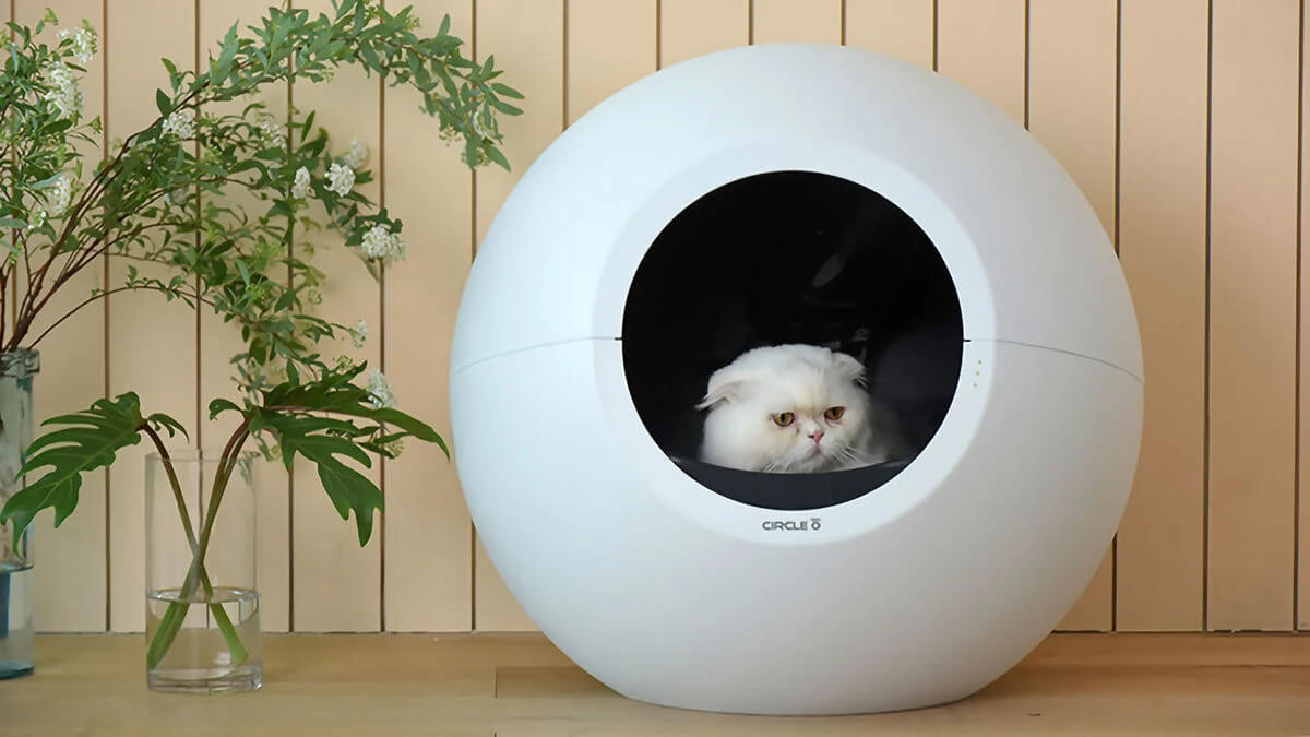 Circle Zero - cat inside