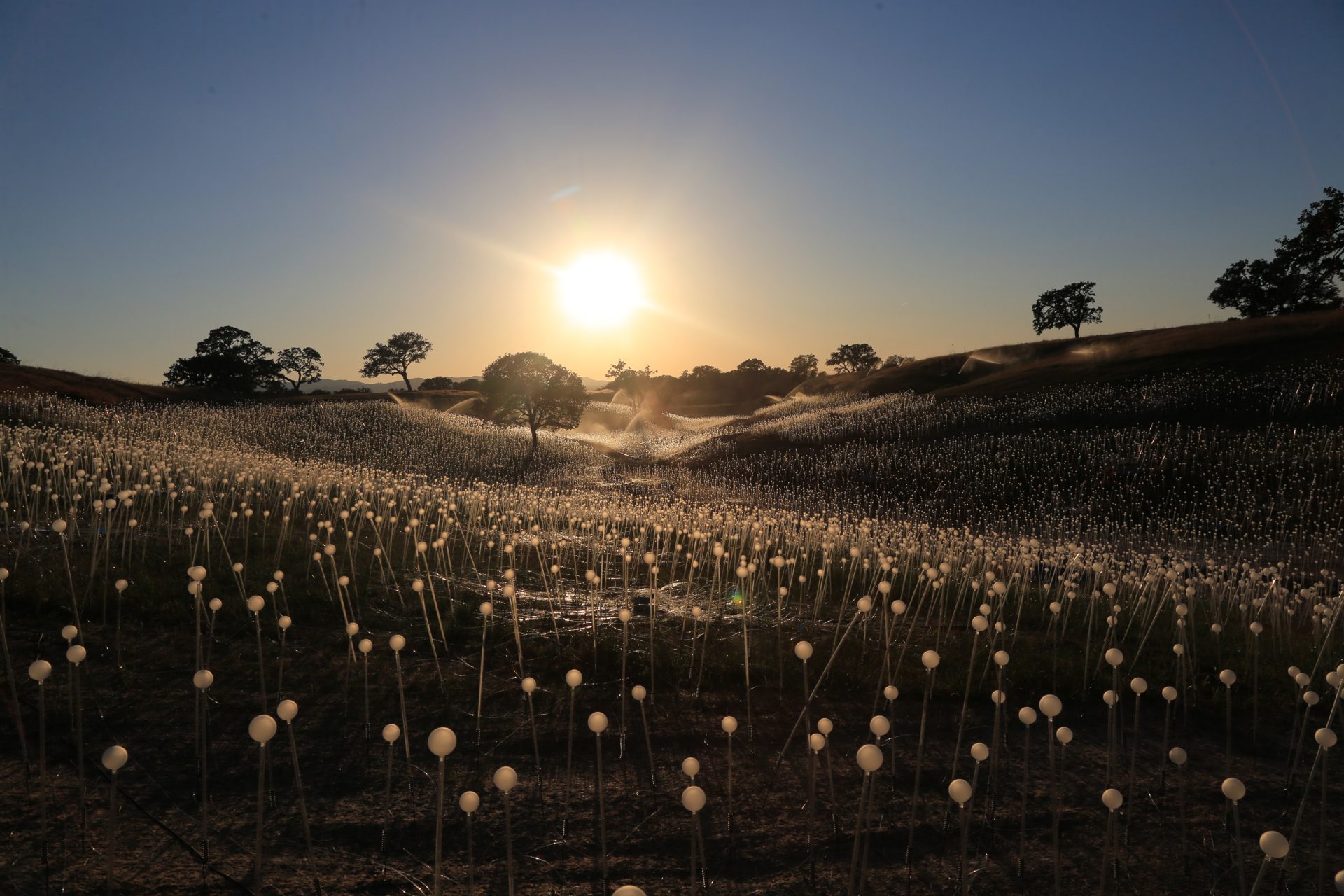 sunset at the Field of Light