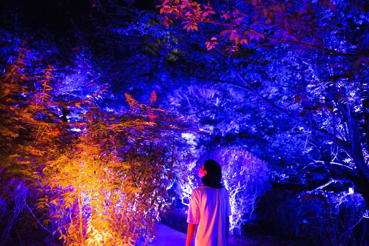 teamLab - Resonating Forest - Cherry Blossoms and Maple