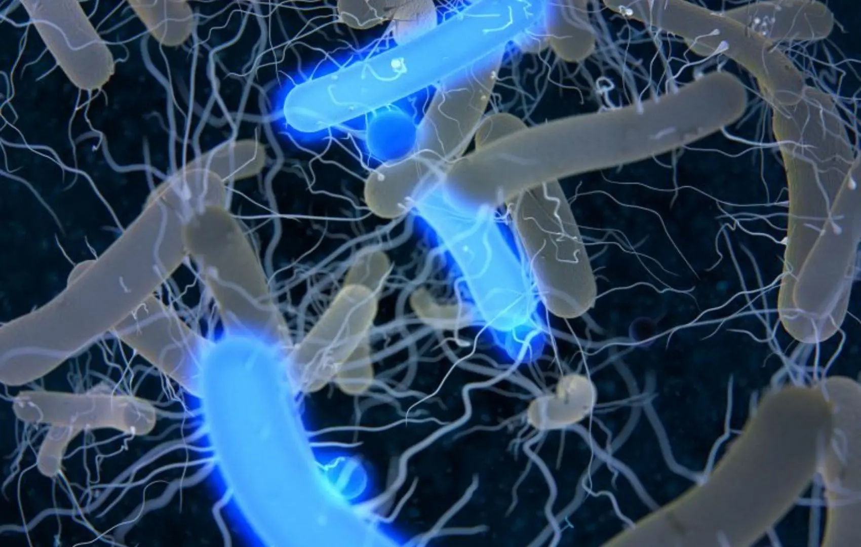 Human-Bacteria Interfaces