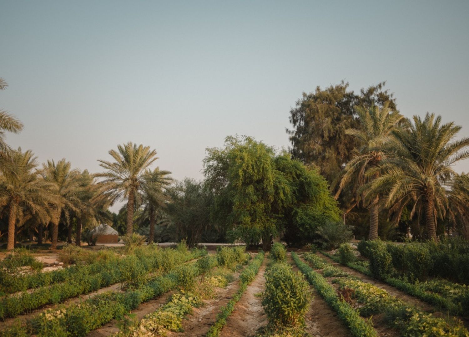 Heenat Salma Farm _ sustainable living _ interview with Fahad Al-Attiya