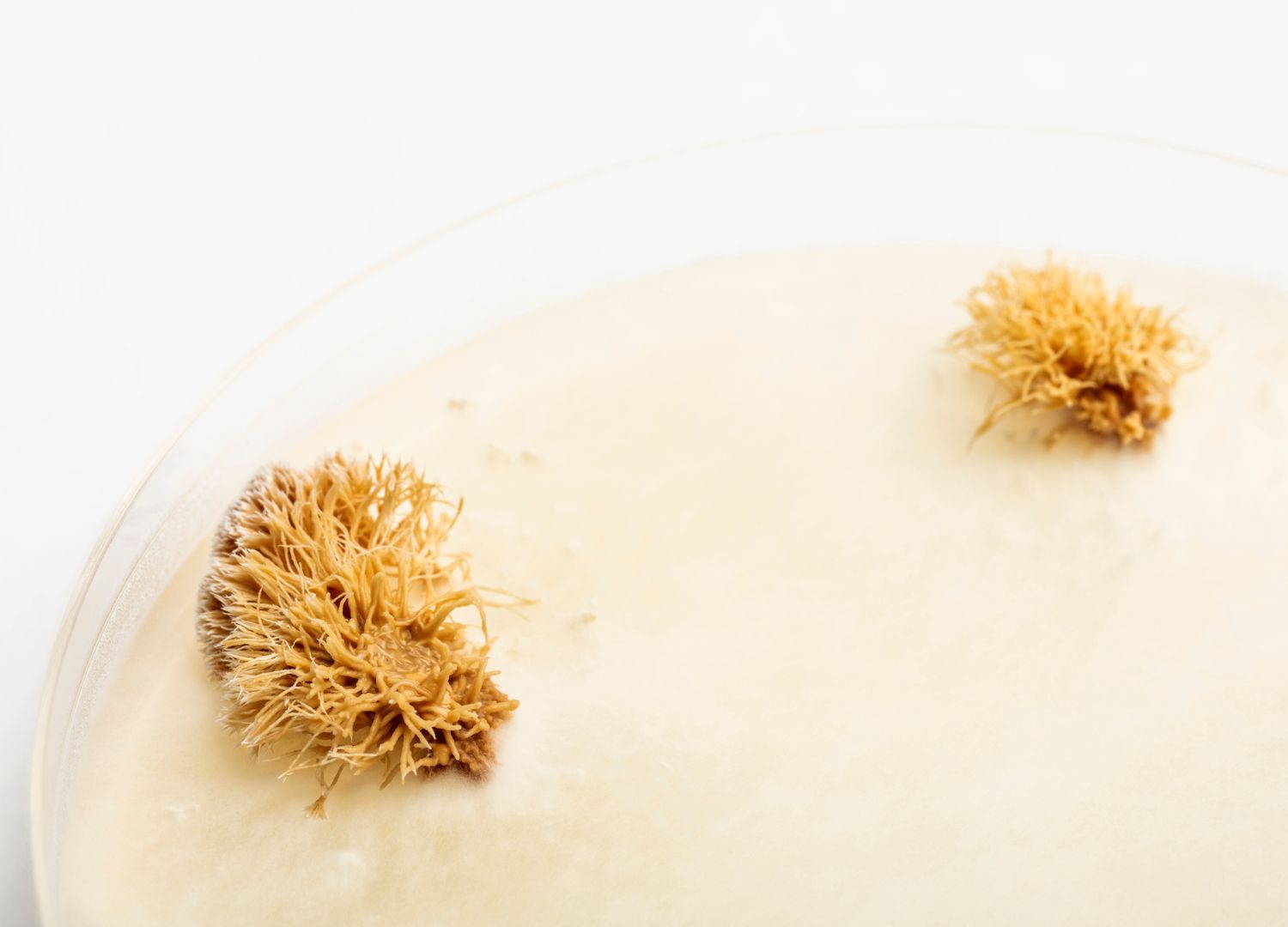 Mogu-Radical-by-Nature-Acoustic-Mycelium-Panels-hi_res-©mogu_3