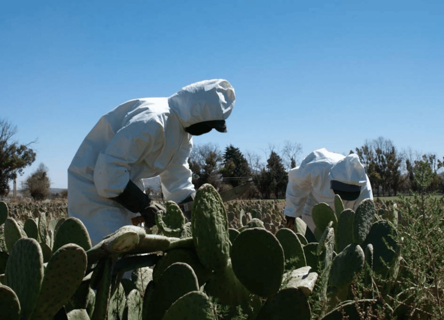 desserto, cactus-based biomaterial