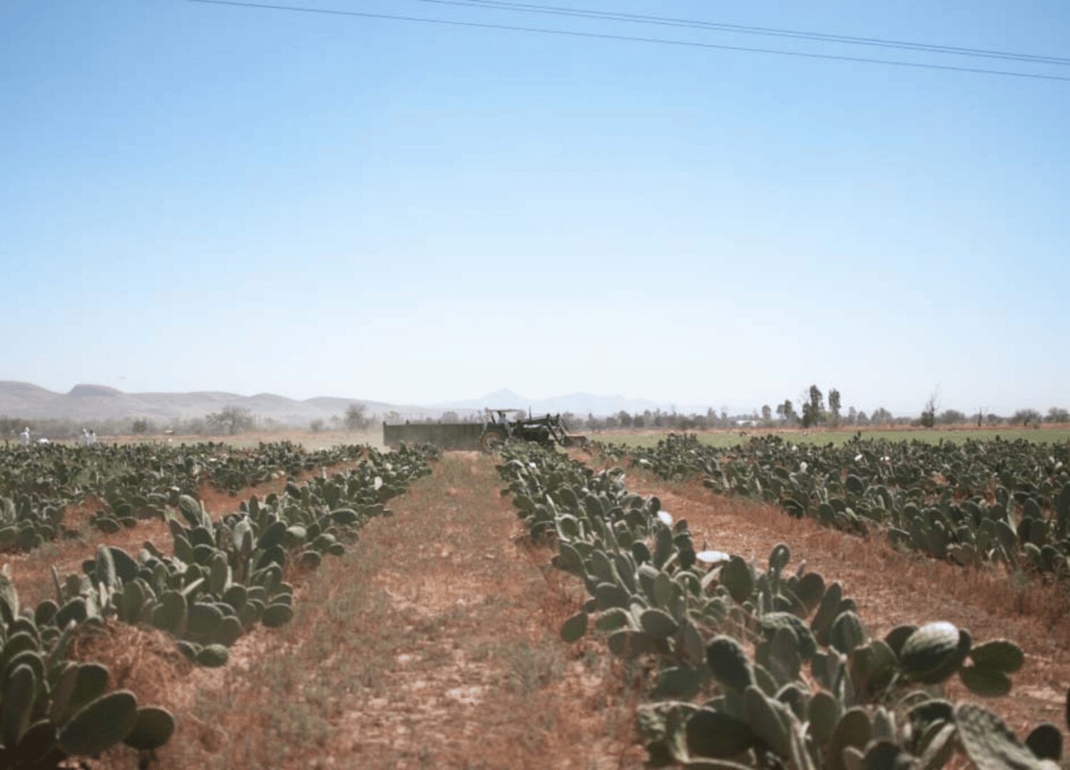 desserto, cactus-based biomaterial
