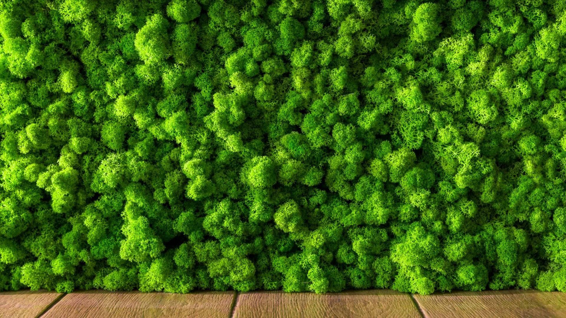 8 applications of biophilic design concepts _ Moss wall art by Planted Design