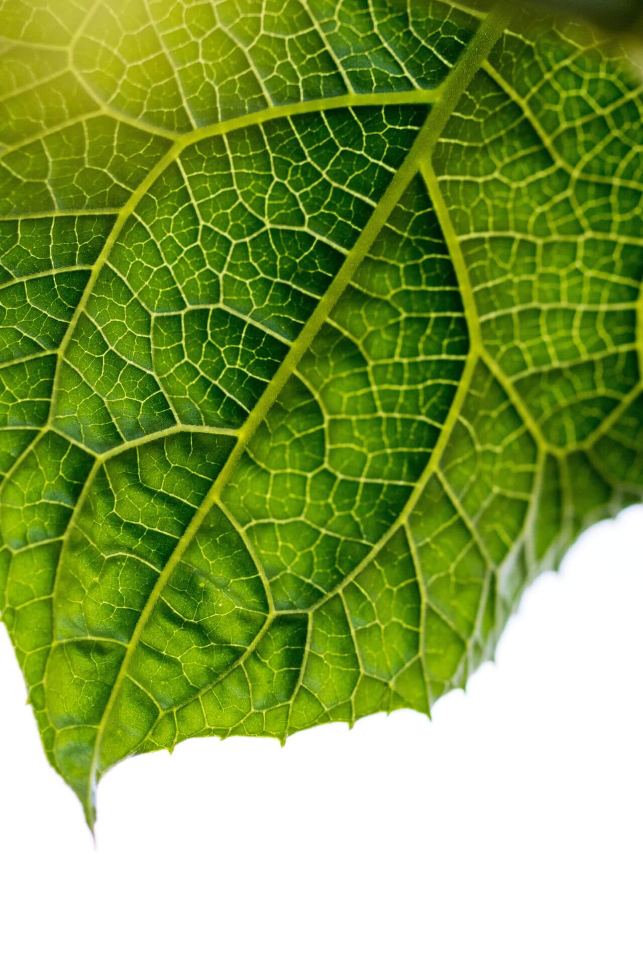 Ecological Design - Leaf