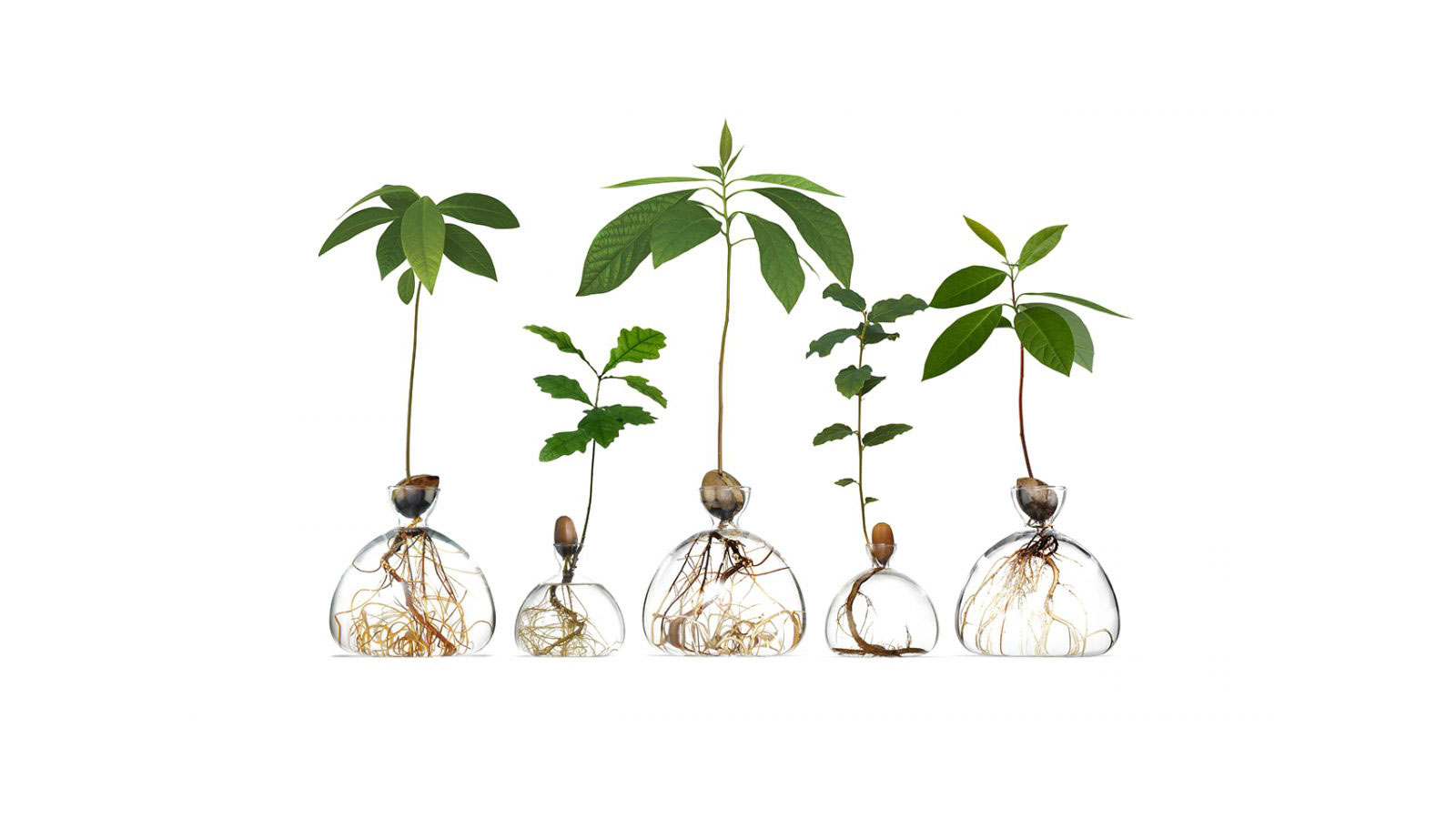 Discover Ilex vases and the life of trees below the surface