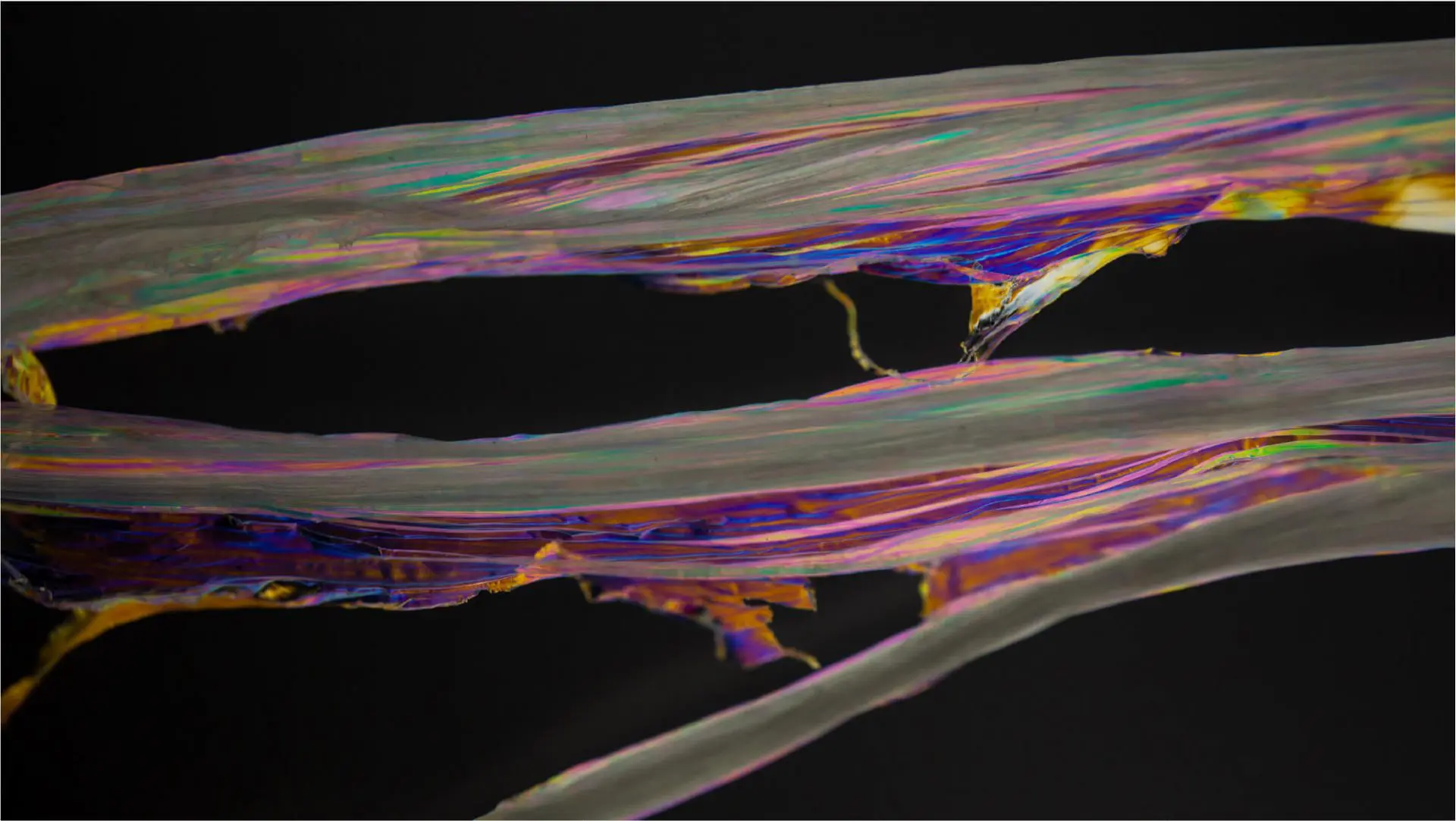 Catrinel S.tudio - Morfoza closeup