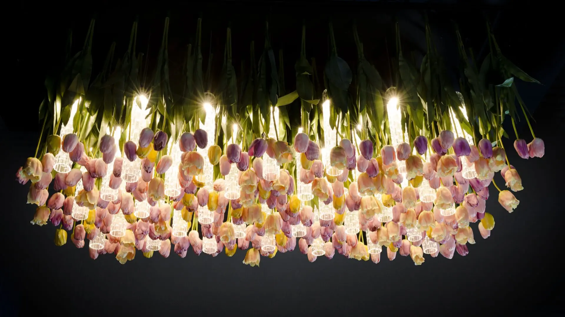 flower power - tulips