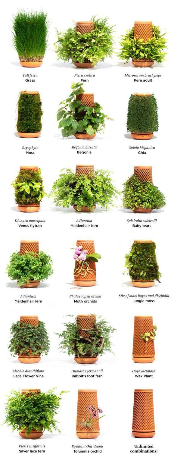 terraplanter - types of plants