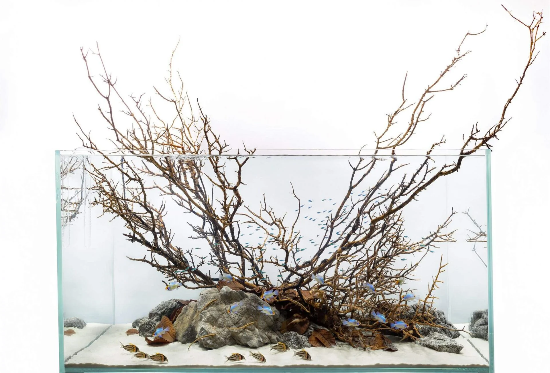 5 fish tank designs to re-appreciate life underwater - DesignWanted : DesignWanted