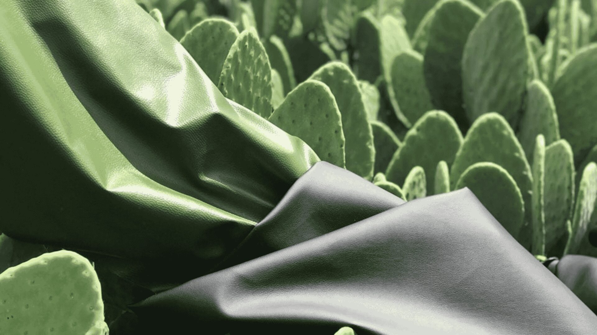 desserto, cactus-based biomaterial